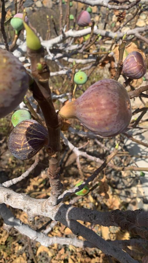 埃尔帕索Rural Jardines La Quinta别墅 外观 照片