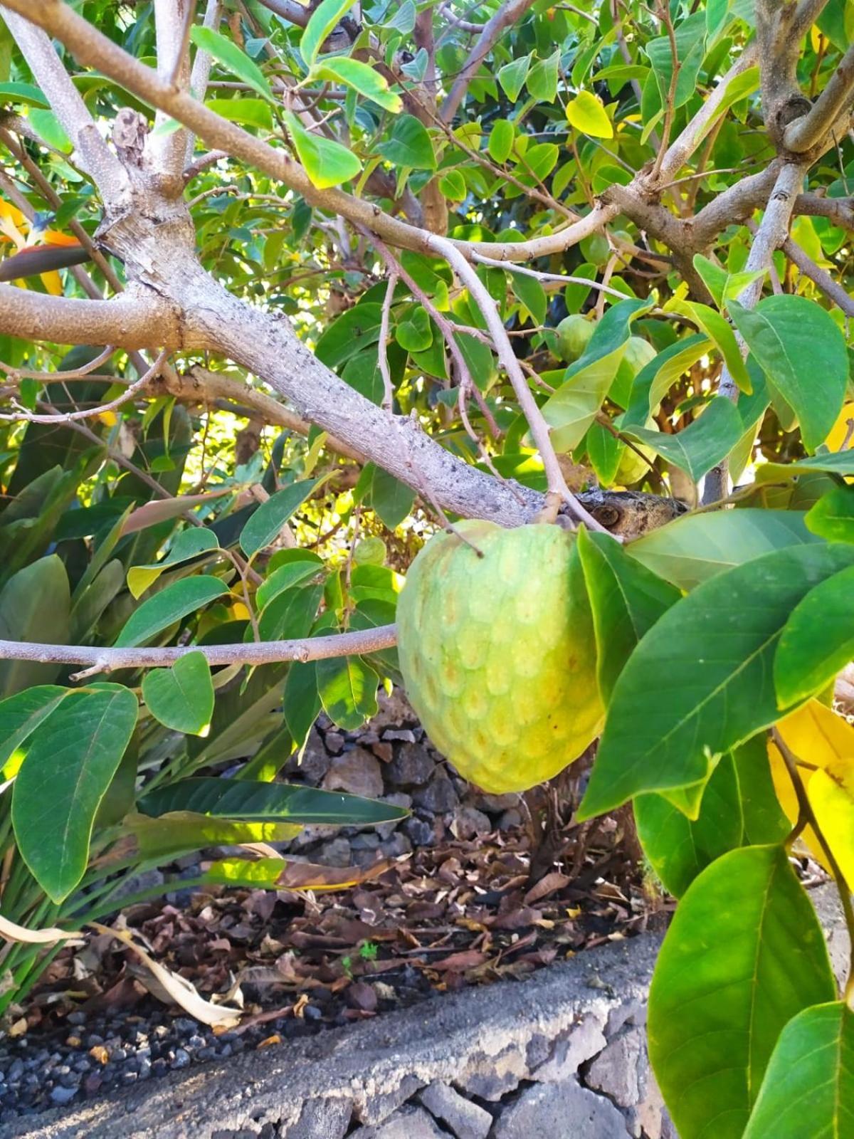 埃尔帕索Rural Jardines La Quinta别墅 外观 照片