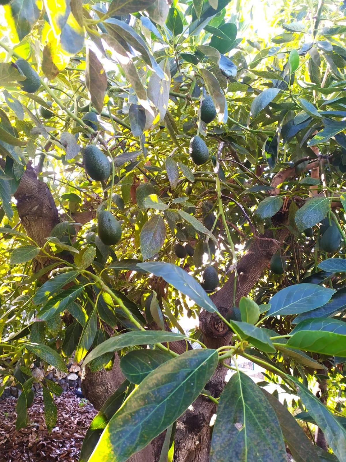 埃尔帕索Rural Jardines La Quinta别墅 外观 照片